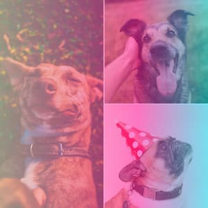 Ambiance for Playful Dogs - Relaxing Dog Music