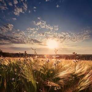 Peaceful Ambiance: Music for Tranquil Environments - Total Music