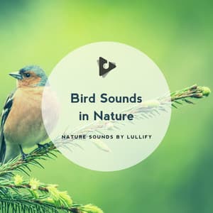 Bird Sounds in Nature - Nature Sounds by Lullify