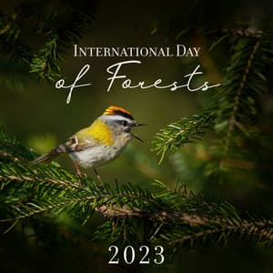 International Day of Forests 2023 - Just Relax Music Universe