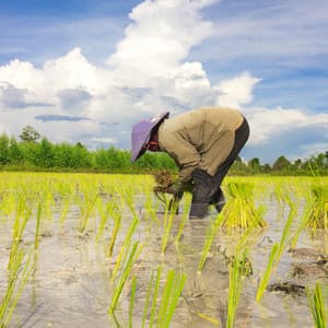 Water's Work Serenade in Ambient Tones - Water Way