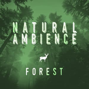 Natural Ambience - Forest - Relaxing Nature Ambience