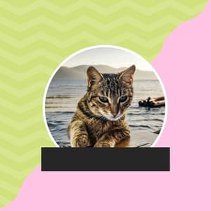 Family Cats - Calm Cat Music