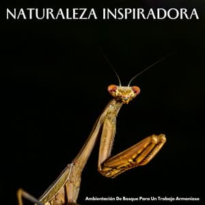 Naturaleza Inspiradora: Ambientación De Bosque Para Un Trabajo Armonioso - Biblioteca de sonidos de la naturaleza