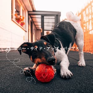 サニー・サイド・アップ・パップス - Jazz Lounge Bar Radio