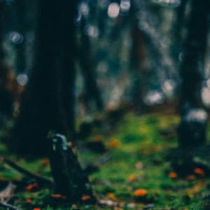 1 Rainy Night: Echoes in the Rain - 24H Rain Sounds