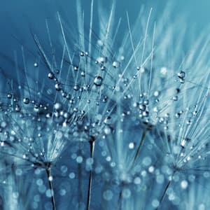 Summer Blissful Summer Rain Sounds for Relaxation & Meditation - Rain