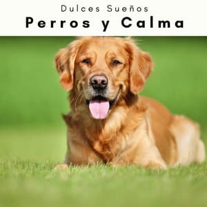 1 Perros y Calma - Dulces Sueños