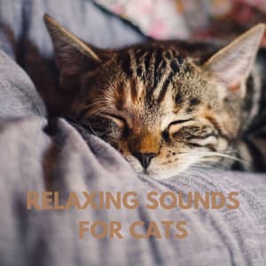Relaxing Sounds for Cats - Beruhigende Kätzchenmusik