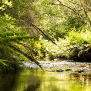 ! ! ! ! ! Floresta da Cura pelo Som - Alan Baratieri