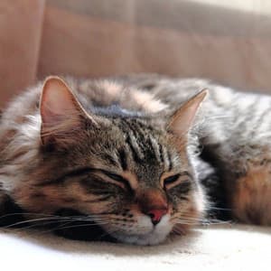 Rainy Cat Nap Melodies: Soothing Binaural Music for Restful Sleep - Binaural Systems