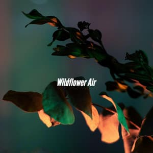 Wildflower Air - Morning Calm Playlist