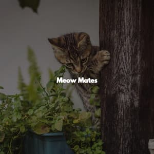 Meow Mates - Piano Bar Lounge
