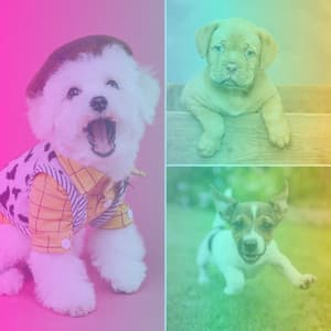 Feelings for Keeping Dogs Soothed - Sleeptime for Dogs