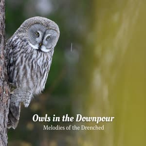 Owls in the Downpour: Melodies of the Drenched - Singing Bowls