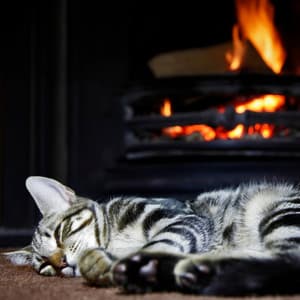 Purring Embers: Fire Music for Cats - Noise Radio 1