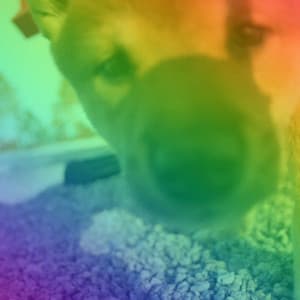 Acoustic and Electric Piano Jazz Duo - Bgm for Puppy Training Time - Dog Music Radio