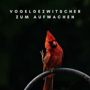 Vogelgezwitscher zum Aufwachen: Vogelstimmen in der Morgendämmerung, Naturgeräusche zum Aufstehen - Vogelstimmen