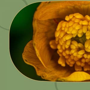 Sunny - Self Care Days - Easy Morning Music