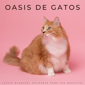 Oasis De Gatos: Lluvia Binaural Calmante Para Tus Mascotas - Flor de Loto