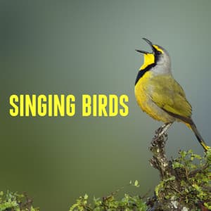 Singing Birds - Nature Sounds Lab