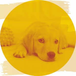 Easy Bgm for Serene Puppies - Relaxing Dog Music Beats