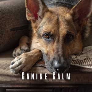 Canine Calm: Soothing Sounds for Dogs - Soothing Restorations
