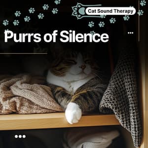 Cat Sound Therapy: Purrs of Silence, Gentle Reset - Cat & Calm