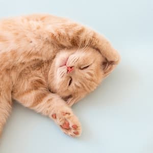 Soothing Lullabies for Sleeping Cats - Binaural Beats Concentration