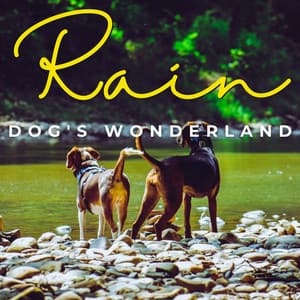 Paws in the Rain: Serene Rainfall for Dogs - Rain Soun