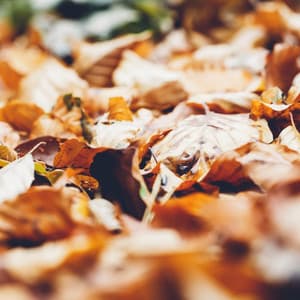 50 Healing Recordings for Spa Healing & Relaxation - Spa Relaxation