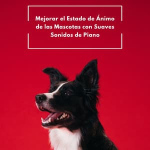 Mejorar El Estado De Ánimo De Las Mascotas Con Suaves Sonidos De Piano - Paz del piano