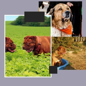 Quartet Jazz - Background for Dogs n Babies - Good Dog Music