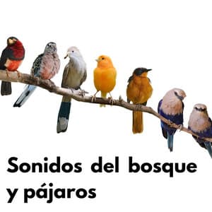 Sonidos del bosque y pájaros - Sonido Del Bosque y Naturaleza
