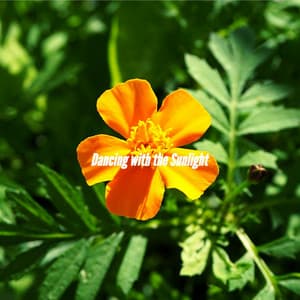 Dancing with the Sunlight - Coffee jazz Relax