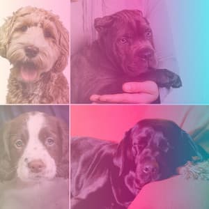 Ambiance for Playful Dogs - Dog Music Library