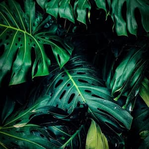 1 Hour of Tranquil Mangrove Sounds - Relaxing Music Therapy