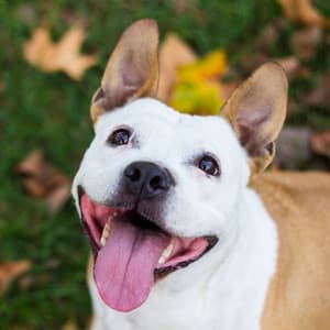 Pawfect Dog Serenity: Theta Wave Serenade for Happy Hounds - Atoom