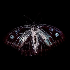 BestiaIRE - Phill Niblock