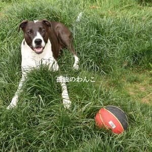 孤独のわんこ - Boutique Hotel Music