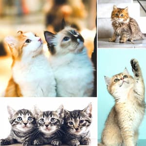 Spacious Music for Unwinding Kittens - Jazz Quintet - Cat Music Hour