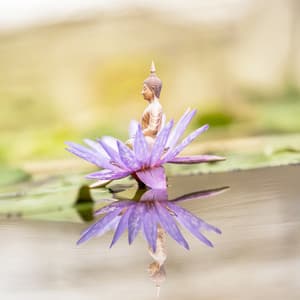 A Blooming Lotus: Guided Meditations for Peace, Vitality, and Inner Harmony - Zenith Lotus