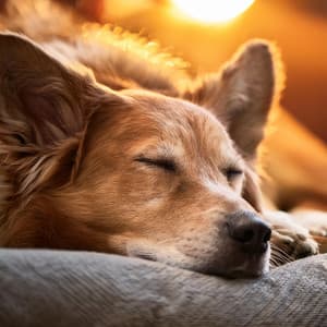 Música Suave Para Mascotas Que Se Sienten Ansiosas - Viajero