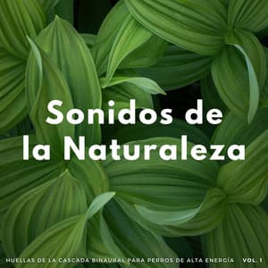 Sonidos De La Naturaleza: Huellas De La Cascada Binaural Para Perros De Alta Energía - Sonidos de Cascadas