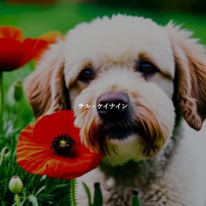 チル・ケイナイン - Allegro Jazz Rilassante