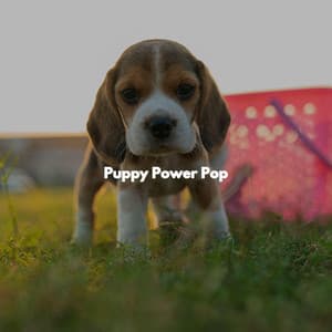Puppy Power Pop - Música Tranquila para Bares