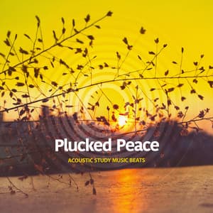 Plucked Peace - Acoustic Study Music Beats