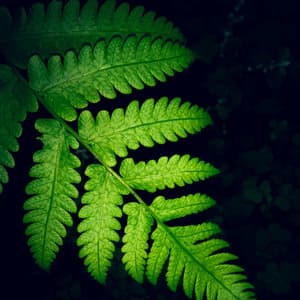 Comforting Sounds | Sleep and Chilling Out - Rain Spa