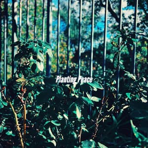 Planting Peace - Soft Romantic Jazz