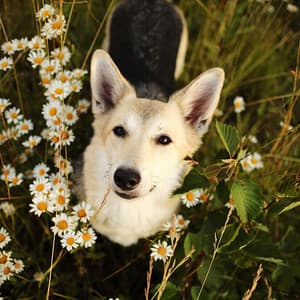 Raindrops and Piano Rhapsodies: A Dog's Serenade - Rain Radiance
